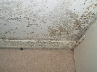 Mould Triggers Asthma